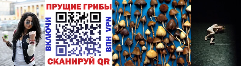 хочу   Игарка  мега как войти  Галлюциногенные грибы Cubensis 